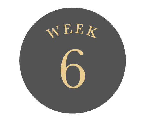 Week 6 